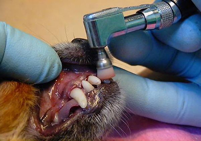 Сколько стоит стерилизовать кошку в воронеже