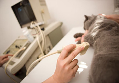 Сколько стоит стерилизация кошек брянск