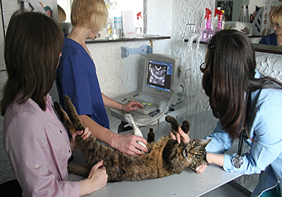 Сколько стоит стерилизация кошек в новомосковске
