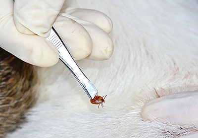 Анализ крови собаке в туле