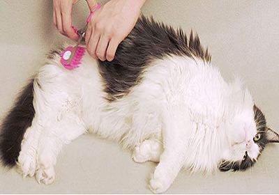 Сколько стоит подстричь когти кошке в воронеже