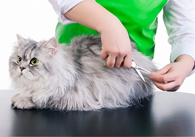 Сколько стоит стерилизация кошки калуга