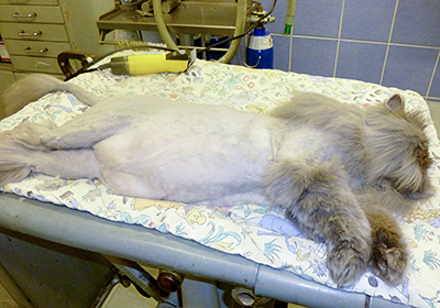 Сколько стоит стерилизовать кошку воронеж