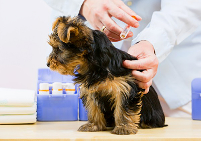 Прививки от бешенства для собак в липецке