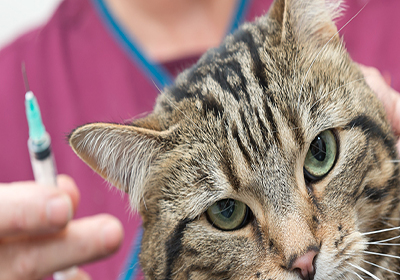 Сколько стоят прививки для кошек в воронеже