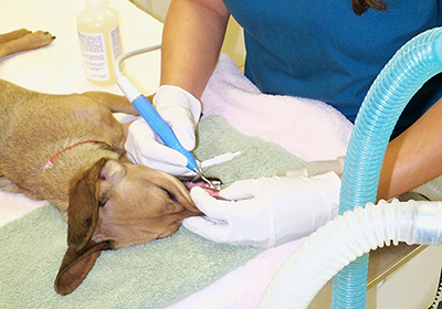 Анализ крови собаке в твери