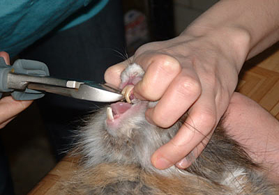 Сколько стоит стерилизация кошки тула