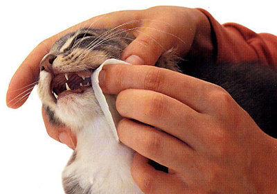 Сколько стоит прививка от бешенства кошке во владимире