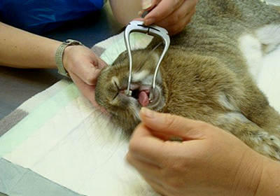 Сколько стоит стерилизация кошки воронеж
