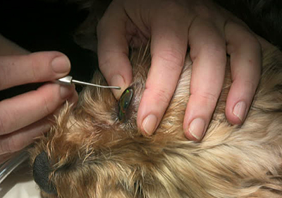 Сколько стоит стерилизовать кошку белгород