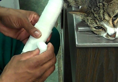 Сколько стоит осмотр кошки у ветеринара липецк