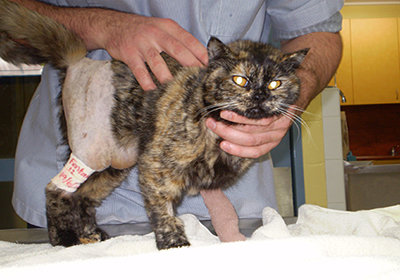 Сколько стоит стерилизовать кошку в воронеже