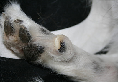 Прививка от бешенства для собак в калуге