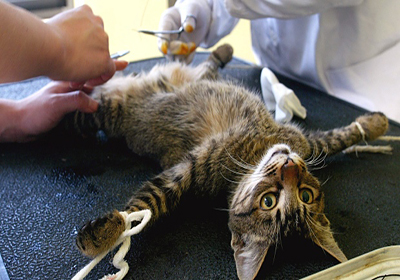 Анализ крови у кошек в туле