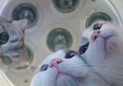 Сколько стоит стерилизация кошек в новомосковске
