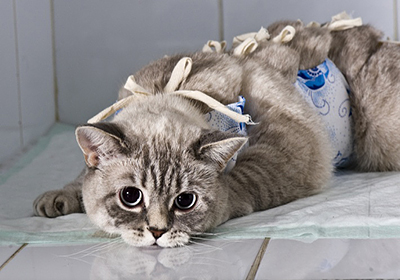 Сколько стоит стерилизация кошки рязань