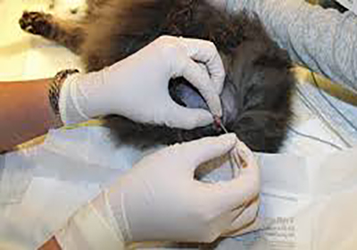 Сколько стоит стерилизация кошки тула