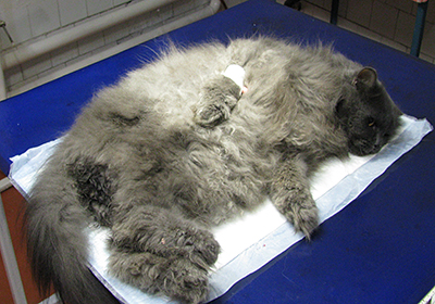 Сколько стоит стерилизовать кошку в обнинске