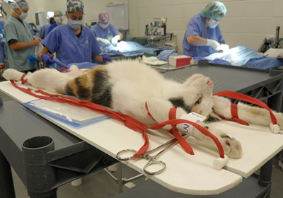 Сколько стоит стерилизация кошки в щекино