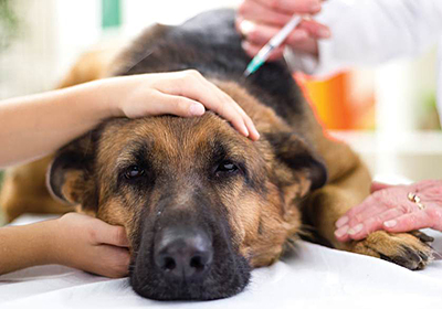 Лечение зубов собакам в ярославле