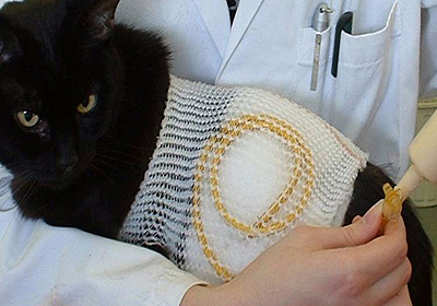 Сколько стоит стерилизация кошки курск