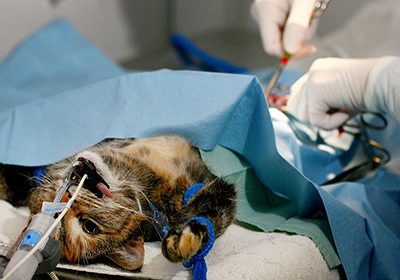 Сколько стоит стерилизация кошек в брянске