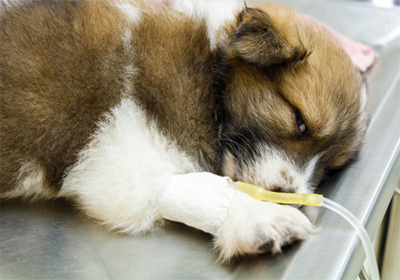 Анализ крови собаке во владимире