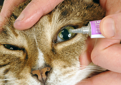 Сколько стоит осмотр кошки у ветеринара липецк