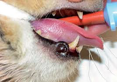 Анализ крови собаке в туле