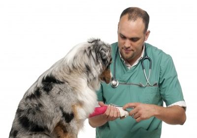 Лечение зубов собакам в ярославле