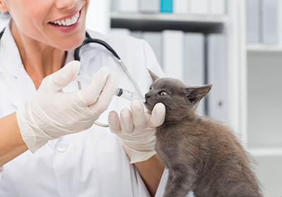 Анализ крови у кошек в туле