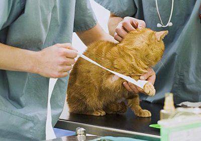 Сколько стоит осмотр кошки у ветеринара в туле