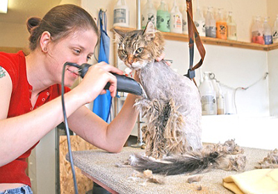 Сколько стоит подстричь когти кошке в воронеже